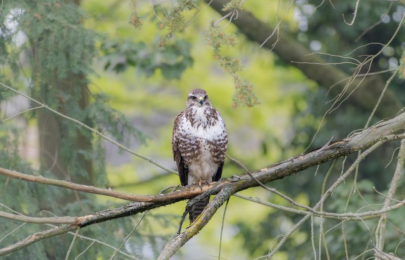 Tennessee Falconry Permit
