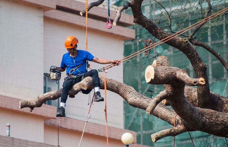Tree Risk Assessment Qualification Application