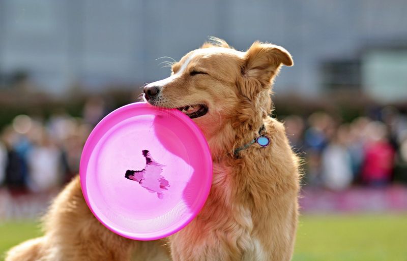Ultimate Frisbee