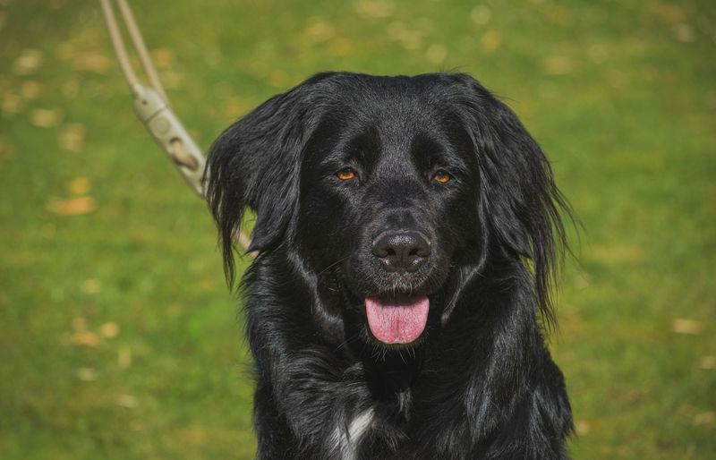 Utah Post Narcotics Dog Manual