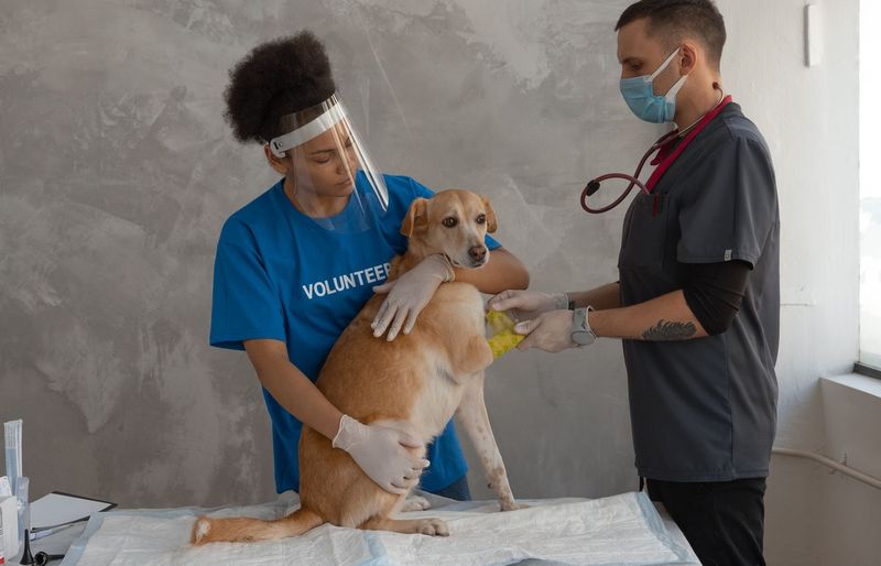 Veterinary IV CFE