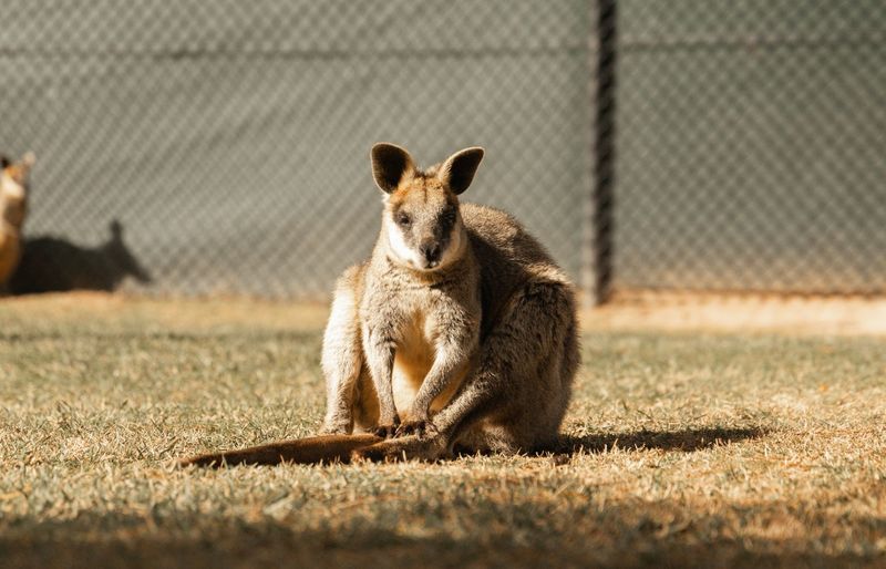 Wildlife Officer Practice Exam course image